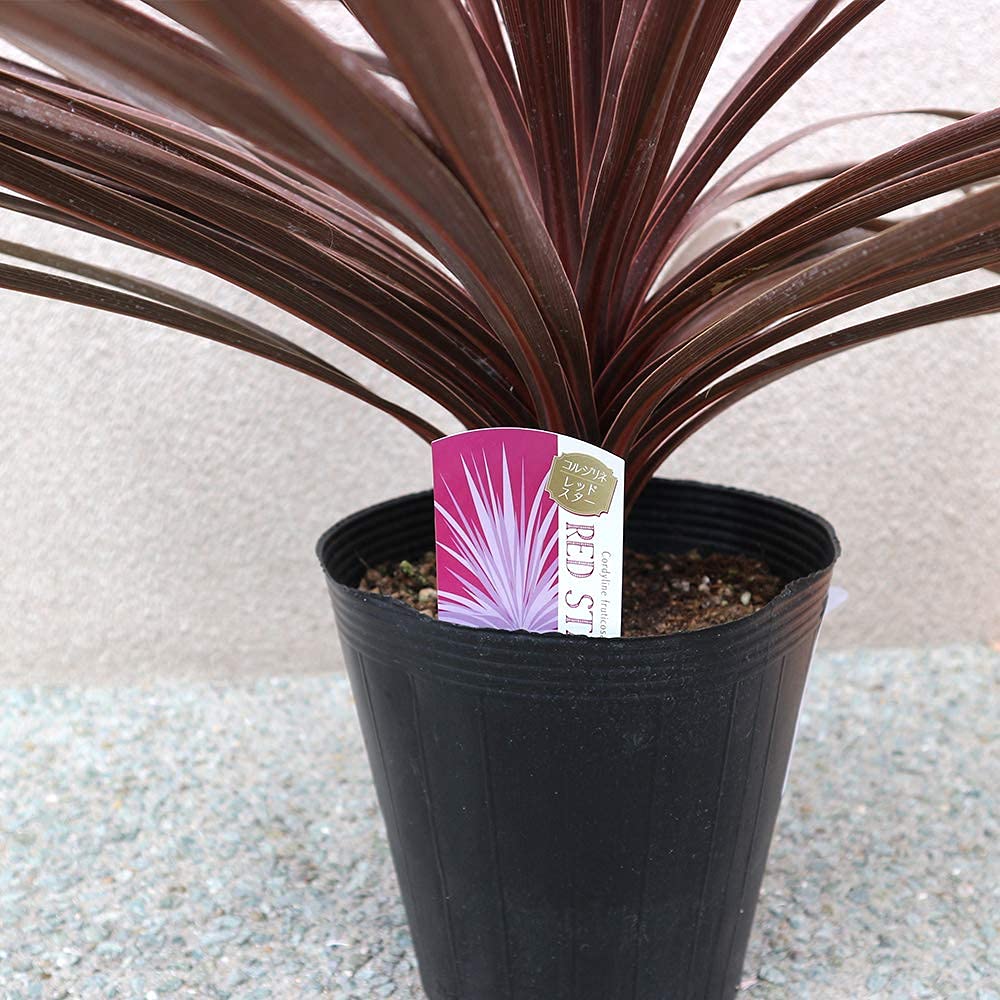 Amazon.co.jp: コルディリネ レッドスター 7号鉢【カラーリーフ/1個